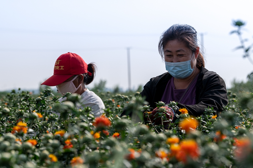 在河北東光縣秦村鎮(zhèn)于渤海村藏紅花種植基地，農(nóng)民在采摘藏紅花。 鄭延濤攝