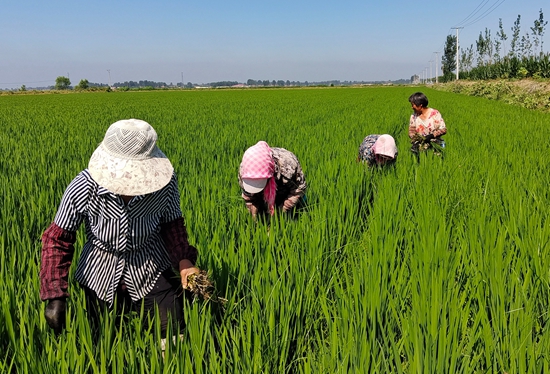 7月15日，農(nóng)民在河北省玉田縣石臼窩鎮(zhèn)王家樓村稻田勞作。?張仁杰攝