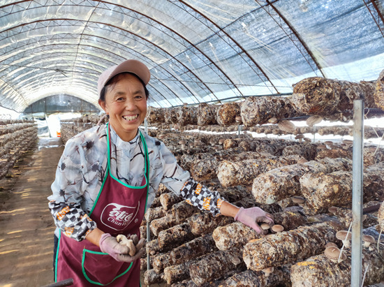 河北省平泉市楊杖子村村民聶玉芹正在平泉泉程食用菌有限公司香菇大棚內(nèi)采摘香菇。趙雅楠攝