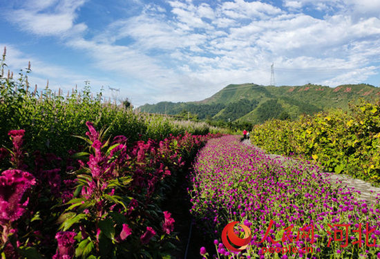 熱河中藥花海小鎮(zhèn)景色。人民網(wǎng) 楊文娟攝