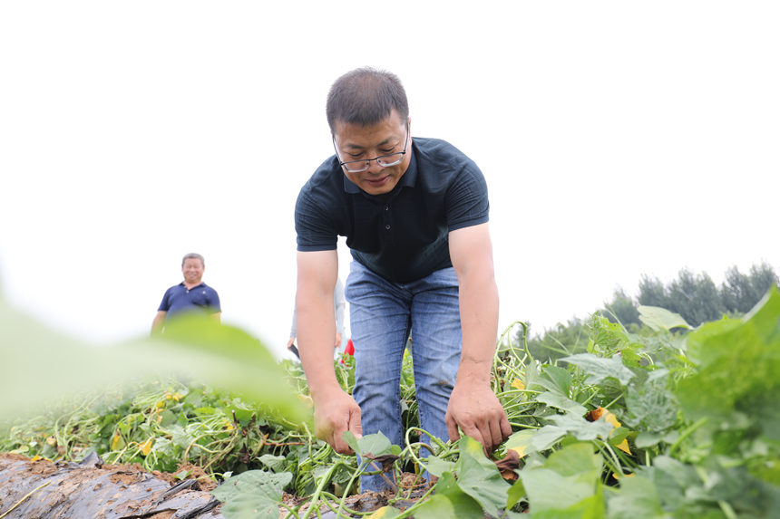 河北省農(nóng)林科學(xué)院甘薯室主任馬志民正在示范割紅薯秧，為測試做前期準(zhǔn)備。孫海峰攝