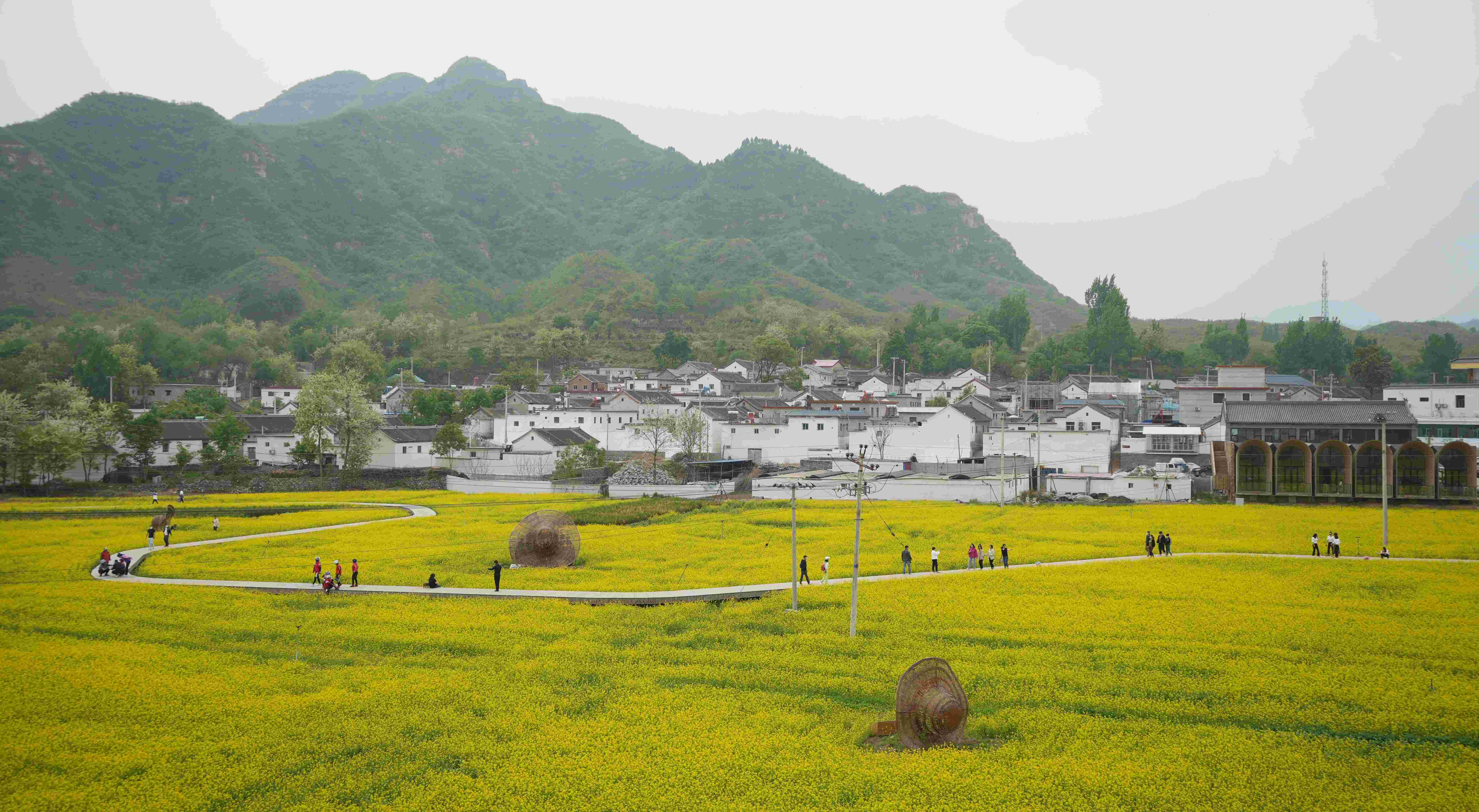 游客漫步在易縣田崗村花海中漫步。 郭恩橋攝