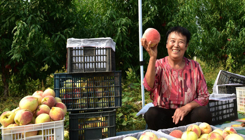 泊頭市洼里王鎮(zhèn)后八尺高村，農(nóng)戶在桃園進行鮮桃分揀。 田志鋒攝