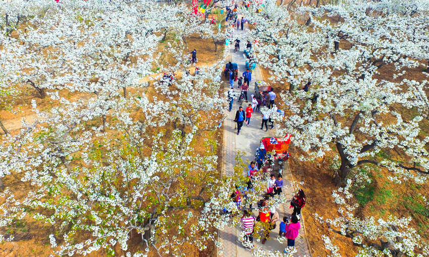 游客在河北魏縣魏城鎮(zhèn)東南溫的梨花園內踏青賞花（資料圖）。王洪超攝