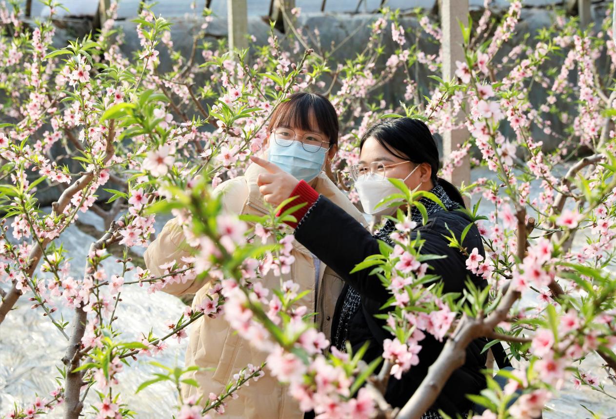 游客在順平縣的桃花種植溫室大棚里賞花。 吳瀟攝