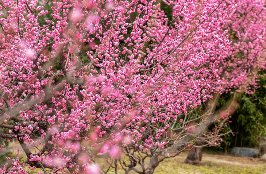 石家莊植物園內(nèi)春景。 延石生攝