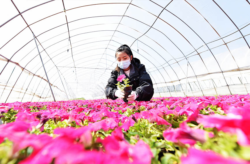 河北心蕾花卉種植基地工作人員對花卉進行日常管理。 白永民攝