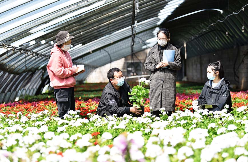 河北心蕾花卉種植基地負(fù)責(zé)人張飛給大學(xué)生講解花卉知識(shí)。 白永民攝