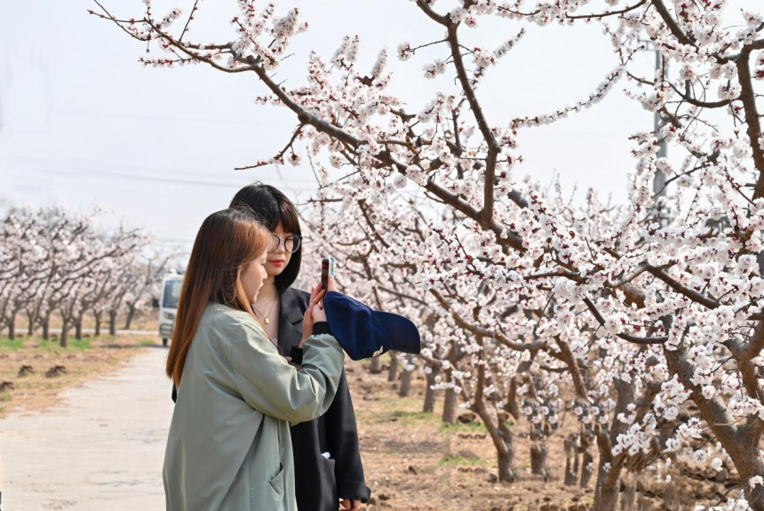 游客來到杏花園里拍照賞花。 劉蒙蒙攝