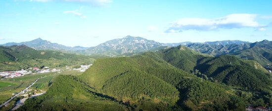 青龍滿族自治縣板栗樹。 崔嶺攝