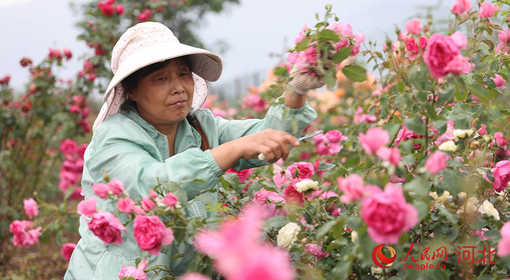 工人進(jìn)行花卉修剪工作。 人民網(wǎng) 周博攝