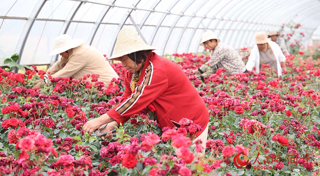 工人們進(jìn)行花卉修剪工作。 人民網(wǎng) 周博攝