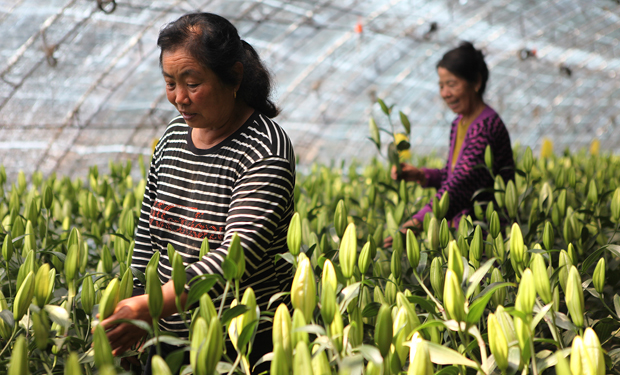 花農(nóng)正在管理花卉