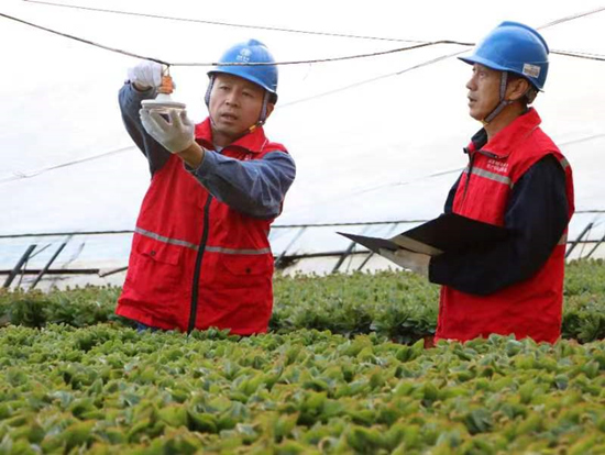 12月20日，國網(wǎng)無極縣供電公司員工在北蘇花卉種植基地檢查大棚用電設備。 程曉坤攝