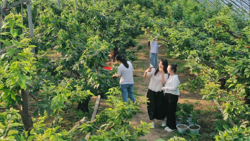 香河縣安平鎮(zhèn)某櫻桃采摘園，游客在采摘櫻桃，拍照打卡。