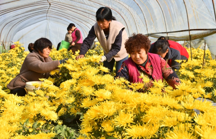 邯鄲市永年區(qū)大北汪鎮(zhèn)歧辛寨村村民正在采摘菊花。