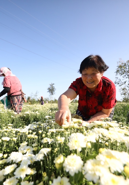 在邱縣梁二莊鎮(zhèn)徐申寨村，村民們正在采摘菊花。王洪超攝