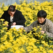 菊花產業(yè)富農家菊花種植是永年的特色產業(yè)，通過采摘、搬運、分揀、烘干，菊花已成為當地群眾致富產業(yè)。