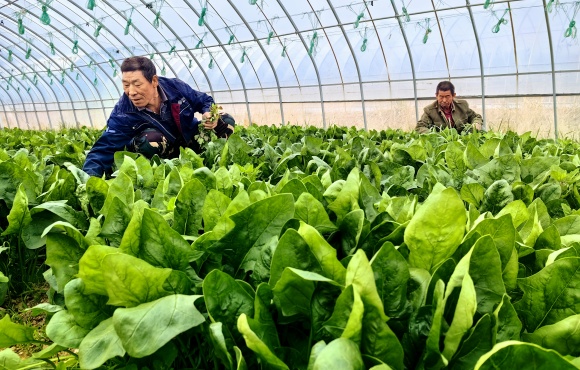 涿鹿大堡鎮(zhèn)有機蔬菜種植基地。朱文君攝