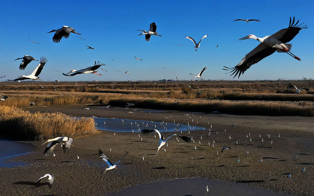 鳥類在曹妃甸棲息、覓食