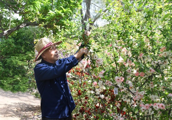 河北省鄉(xiāng)土專家楊恩普正在對木瓜海棠進行日常管理。魯麗華攝