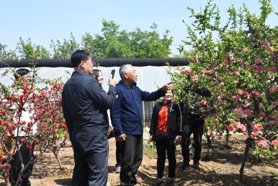 河北省鄉(xiāng)土專家楊恩普為游客介紹木瓜海棠的特點和生長習性。魯麗華攝