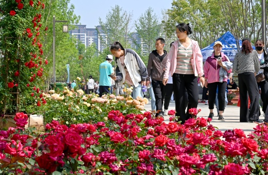 游客在定州市月季周舉辦地眾春園游覽。劉子祎攝