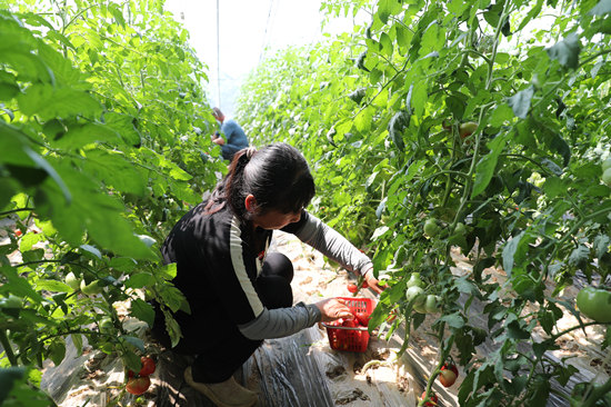 順平縣伍郎村小番茄種植大棚內(nèi)，工人正在采摘“草莓柿子”。趙端攝