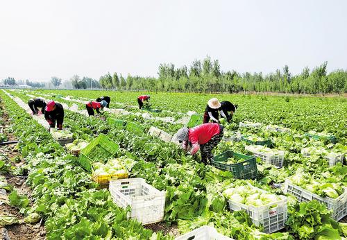 5月10日，在永清縣韓村鎮(zhèn)樓臺(tái)村源萊蔬菜種植基地，工人采收球生菜。 河北日?qǐng)?bào)通訊員 龐趁友攝