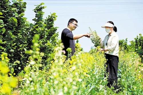 5月9日，阜城縣河北中澤綠業(yè)科技發(fā)展有限公司的榛子園中，游客觀賞綻放的彩色油菜花。河北日報記者 焦磊攝