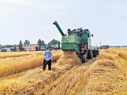 6月8日，在石家莊市藁城區(qū)南營鎮(zhèn)土山村的麥地里，種糧大戶蘇吉平正在查看收割情況。 河北日報記者 周 潔攝