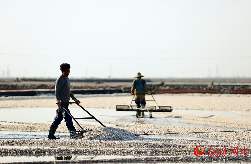 工人們利用晴好天氣扒鹽。人民網(wǎng)記者 方童攝