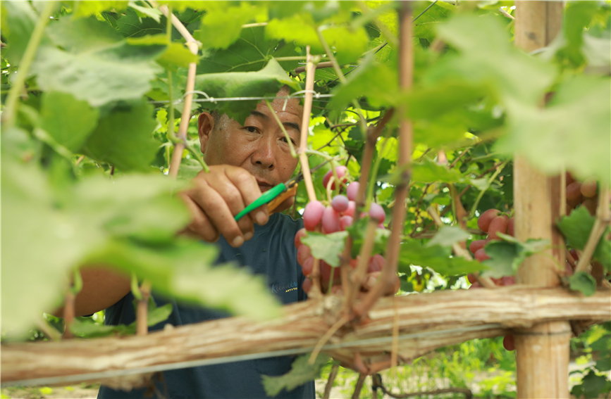 種植戶正在采摘葡萄。馬凱攝