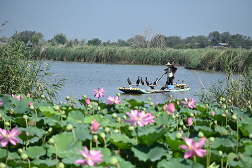 7月30日，傳統(tǒng)的鸕鶿捕魚再現(xiàn)冀州古城遺址公園。本報記者焦磊攝